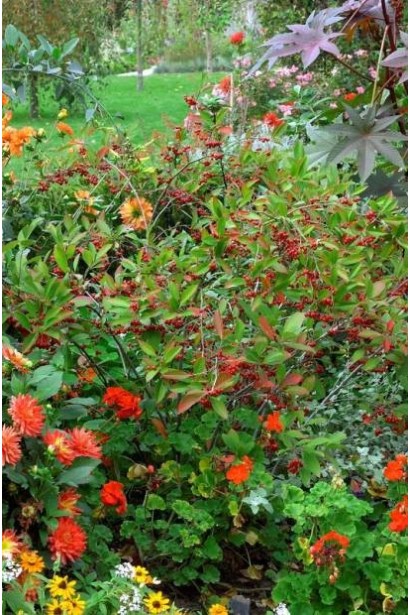 Унікальний сорт Аронії червоної для саду